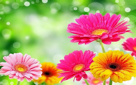 hintergrundbild blume|blumen backgrounds kostenlos.